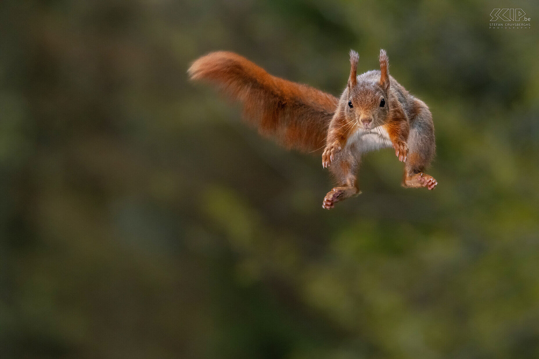 Springende eekhoorn Eekhoorn / Red squirrel / Sciurus vulgaris Stefan Cruysberghs